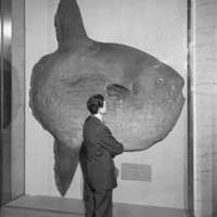 http://images.library.amnh.org/d/t/8x10/0001/00320512_l.jpg