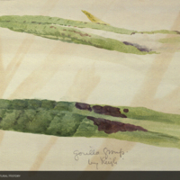 Leaves, botanical illustration for use in Gorilla Group, Akeley Hall of African Mammals