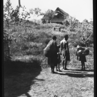 http://lbry-web-002.amnh.org/san/to_upload/Beck-PapuaNewGuinea/NG-5x7-negs/115582.jpg