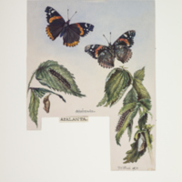 http://lbry-web-002.amnh.org/san/to_upload/titianbutterflies/b1083009_77.jpg