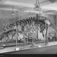 http://images.library.amnh.org/d/t/8x10/0002/00311979_l.jpg