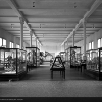 http://images.library.amnh.org/d/t/8x10/0001/00000363_l.jpg