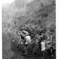 http://lbry-web-002.amnh.org/san/to_upload/Beck-PapuaNewGuinea/NG-5x7-prints/115720.jpg