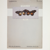 http://lbry-web-002.amnh.org/san/to_upload/titianbutterflies/b1083009_73.jpg
