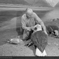 George Peterson installing Bald Eagle Group, 1962