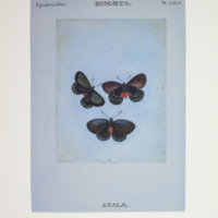 http://lbry-web-002.amnh.org/san/to_upload/titianbutterflies/b1083009_126.jpg