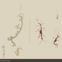 Skeleton shrimps, Caprella linearis, from Müller's  Zoologia danica