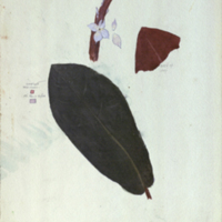 Leaf and flower bud, botanical illustration with colors noted, for use in Mandrill Group, Akeley Hall of African Mammals