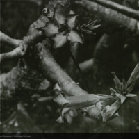 Flowers on tree, photograph for use in Water Hole Group, Akeley Hall of African Mammals
