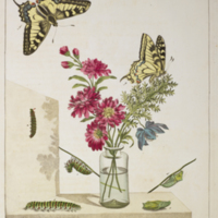 Life cycle of a butterfly from Moses Harris's "The Aurelian, or, Natural history of English insects"