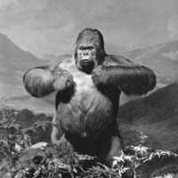 http://images.library.amnh.org/d/t/8x10/0002/00315077_l.jpg