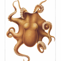 Antarctic octopus by Fritz Winter from Chun's  Die Cephalopoden (Wissenschaftliche Ergebnisse der Deutschen Tiefsee-Expedition)