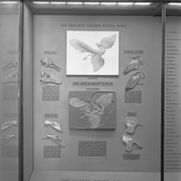 http://images.library.amnh.org/d/t/8x10/0001/00318757_l.jpg