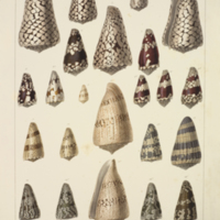 Cone shells from Chenu's  Illustrations conchyliologiques ou description et figures de toutes les coquilles