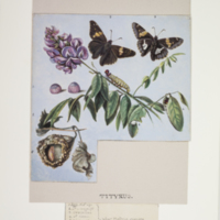 http://lbry-web-002.amnh.org/san/to_upload/titianbutterflies/b1083009_131.jpg