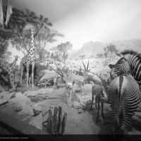 http://images.library.amnh.org/d/t/8x10/0001/00326245_l.jpg