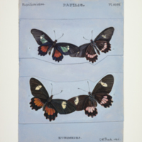 http://lbry-web-002.amnh.org/san/to_upload/titianbutterflies/b1083009_24.jpg