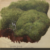 Tree moss, botanical illustration, for use in Gorilla Group, Akeley Hall of African Mammals