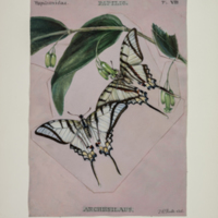http://lbry-web-002.amnh.org/san/to_upload/titianbutterflies/b1083009_7.jpg