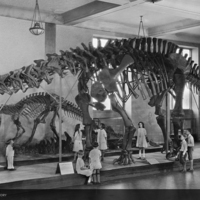 http://images.library.amnh.org/d/t/8x10/0002/00312229_l.jpg