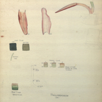 Philodendron (Squamiferum), botanical illustration with colors noted, for use in Alaska Brown Bear Group, Hall of North American Mammals