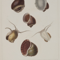 Ampullaria scullaris d'orb and canaliculata from Orbigny's Voyage dans l'Amérique méridionale