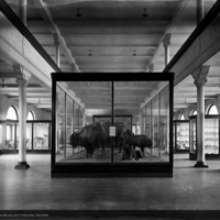 http://images.library.amnh.org/d/t/8x10/0001/00000356_l.jpg