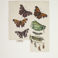 http://lbry-web-002.amnh.org/san/to_upload/titianbutterflies/b1083009_74.jpg