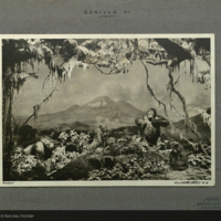 Gorilla Group, Akeley Hall of African Mammals, print on card by H.H. Wurts Brothers