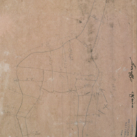Giraffe, sketch for use in Water Hole Group, Akeley Hall of African Mammals