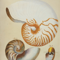 Nautilus shells from Geve's  Belustigung im Reiche der Natur