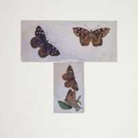 http://lbry-web-002.amnh.org/san/to_upload/titianbutterflies/b1083009_89.jpg