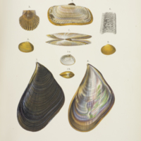 Japanese bivalves and shell valves of mussel Crenomytilus grayanus from Lischke's  Japanische Meeres-Conchylien