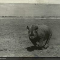 Charging rhinoceros, photograph for use in Black Rhinoceros Group, Akeley Hall of African Mammals