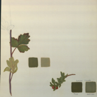 Two plants, botanical illustration with colors noted, for use in Mule Deer Group, Hall of North American Mammals