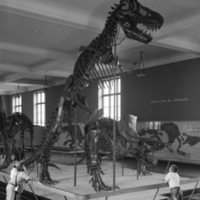 http://images.library.amnh.org/d/t/8x10/0002/00327562_l.jpg