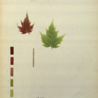 Leaves, botanical illustration with colors noted, Beaver Group, Hall of North American Mammals