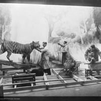 http://images.library.amnh.org/d/t/4x5/0001/00281096_l.jpg