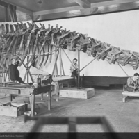 http://images.library.amnh.org/d/t/8x10/0002/00326379_l.jpg