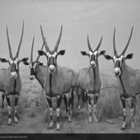 Gemsbok Group, Akeley Hall of African Mammals, 1970