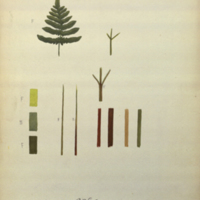 Leaves, botanical illustration with colors noted, for use in Beaver Group, Hall of North American Mammals