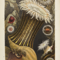 Parasitic anemones from Gosse's  Actinologia britannica: a history of the British sea-anemones and corals