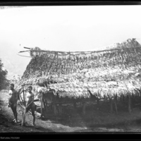 http://lbry-web-002.amnh.org/san/to_upload/Beck-PapuaNewGuinea/NG-5x7-negs/115536.jpg