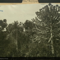 Landscape, Africa, photograph mounted to botany of Africa folder