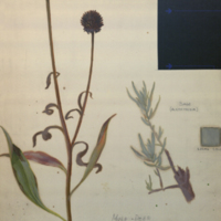 Plants, Wyoming, botanical illustration with colors noted, for use in Mule Deer Group, Hall of North American Mammals