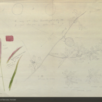 Plants, botanical illustration with color note, for use in Buffalo Group, Akeley Hall of African Mammals 