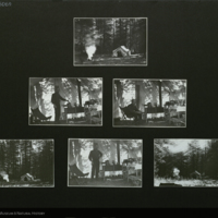 Expedition photographs used for Wapiti Group, Hall of North American Mammals