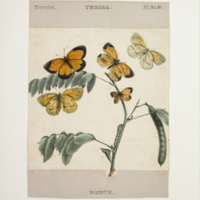 http://lbry-web-002.amnh.org/san/to_upload/titianbutterflies/b1083009_46.jpg