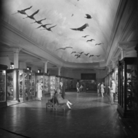 http://images.library.amnh.org/d/t/8x10/0001/00311984_l.jpg