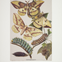 http://lbry-web-002.amnh.org/san/to_upload/titianbutterflies/b1083009_147.jpg